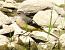 Ballerina gialla (Motacilla cinerea) © Patrizio Gigli