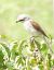 Averla piccola (Lanius collurio) © Patrizio Gigli