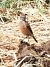 Saltimpalo comune (Saxicola rubicola) © Patrizio Gigli