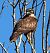 Poiana (Buteo buteo) © Patrizio Gigli
