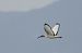Ibis sacro (Threskiornis aethiopicus) © Autore sconosciuto