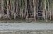 Spotted Crake 