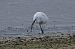 Garzetta (Egretta garzetta) © Autore sconosciuto