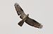 Falco pecchiaiolo 