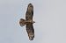 Falco pecchiaiolo (Pernis apivorus) © Autore sconosciuto