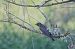 Common Cuckoo (Cuculus canorus) © hidden author