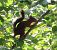 Scoiattolo comune europeo (Sciurus vulgaris) © Ernesto Giovanni Occhiato