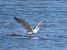 Gull-billed Tern (Gelochelidon nilotica) © Ernesto Giovanni Occhiato
