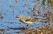 Western Yellow Wagtail (Motacilla flava) © Ernesto Giovanni Occhiato