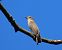 Pigliamosche (Muscicapa striata) © Ernesto Giovanni Occhiato