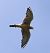 Gheppio (Falco tinnunculus) © Christian Kofler