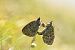 Erebia cassioides © Christian Kofler