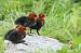 Folaga (Fulica atra) © Christian Kofler