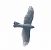 Sparviere (Accipiter nisus) © Christian Kofler