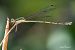Lestes virens © Barlotti Andrea
