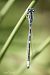 Coenagrion scitulum © Barlotti Andrea