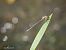 Ischnura elegans  - Barlotti Andrea