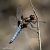 Libellula depressa  - Barlotti Andrea