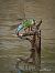 Anax imperator  - Barlotti Andrea