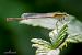 Sympecma fusca  - Barlotti Andrea