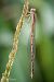 Sympecma fusca © Barlotti Andrea