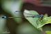 Ischnura elegans © Barlotti Andrea
