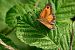Pyronia tithonus  - Barlotti Andrea
