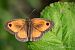 Pyronia tithonus  - Barlotti Andrea