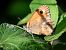 Pyronia tithonus © Barlotti Andrea