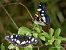Limenitis reducta © Barlotti Andrea