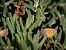 Kleines Wiesenvögelchen (Coenonympha pamphilus) © Barlotti Andrea