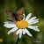 Brauner Feuerfalter (Lycaena tityrus) © Barlotti Andrea