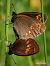 Mandeläugiger Mohrenfalter (Erebia alberganus) © Barlotti Andrea