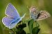 Polyommatus thersites / icarus © Barlotti Andrea