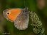 Procris (Fadet commun) (Coenonympha pamphilus) © Barlotti Andrea