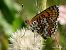 Melitaea cinxia © Barlotti Andrea
