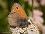Coenonympha pamphilus © Barlotti Andrea