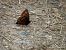 Erebia alberganus © Barlotti Andrea