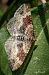 Xanthorhoe spadicearia © Barlotti Andrea