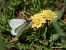 Pieris bryoniae © Barlotti Andrea