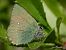 Callophrys rubi © Barlotti Andrea