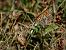 Melitaea cinxia © Barlotti Andrea