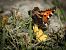 Aglais urticae © Barlotti Andrea