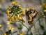 Papilio machaon © Barlotti Andrea