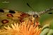 Parnassius apollo © Barlotti Andrea