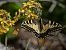 Papilio machaon © Barlotti Andrea