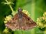 Erynnis tages © Barlotti Andrea