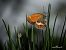 Coenonympha arcania © Barlotti Andrea