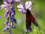 Zygaena osterodensis © Barlotti Andrea