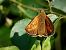 Ochlodes sylvanus © Barlotti Andrea